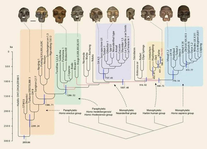 人属的系统演化关系 来源：The Innovation 论文