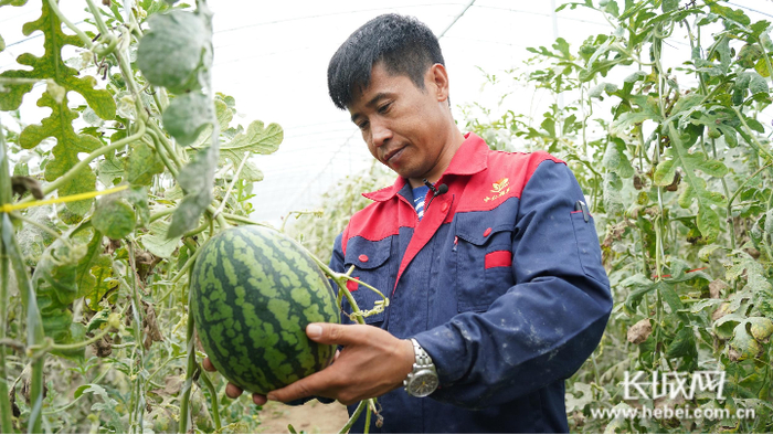 尤清松在查看吊秧西瓜的长势。长城网记者 王守一 摄