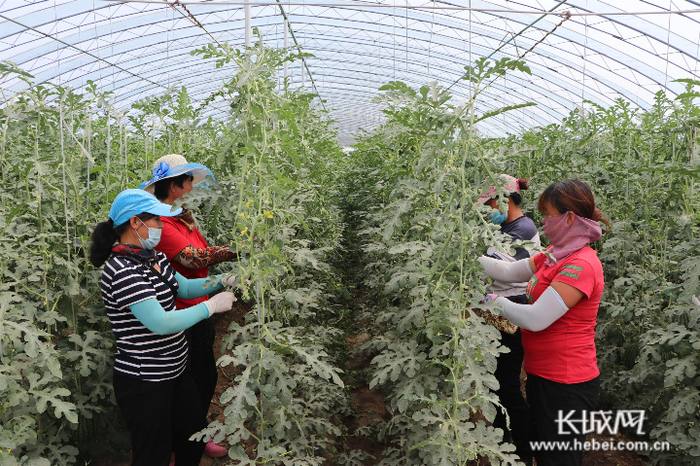 瓜棚里忙碌的技术员。通讯员 邢占山 摄