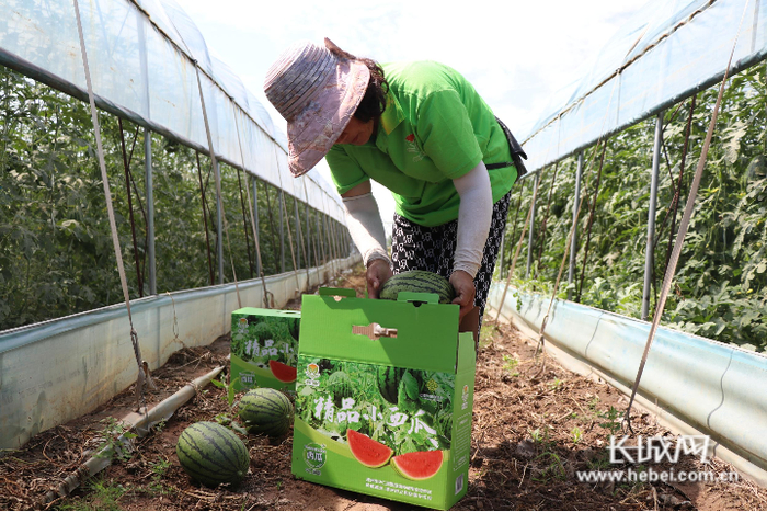 收获的吊秧瓜沿着高速公路，运往各地。通讯员 刘奕 摄