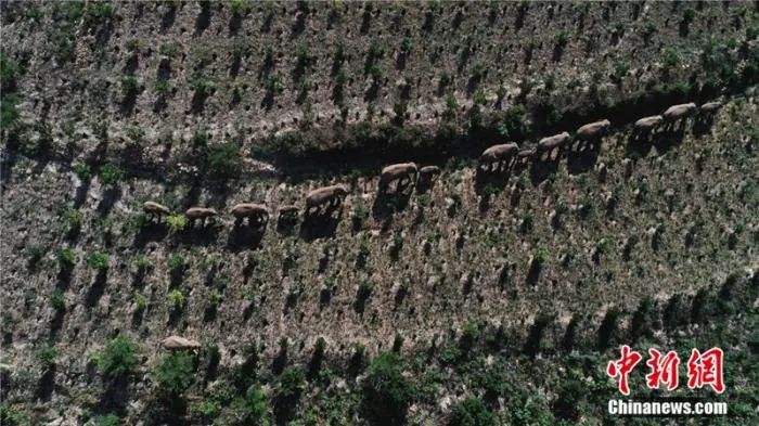 图为象群出现在红河州石屏县一户农家附近。胡艳辉 摄