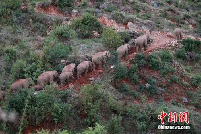 图为象群向北迁徙进入红河州石屏县。胡艳辉 摄