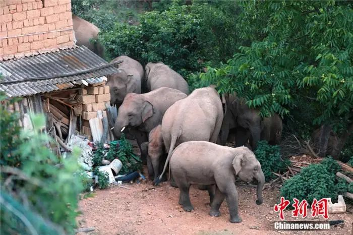 图为象群在红河州石屏县农田里游走。 胡艳辉 摄