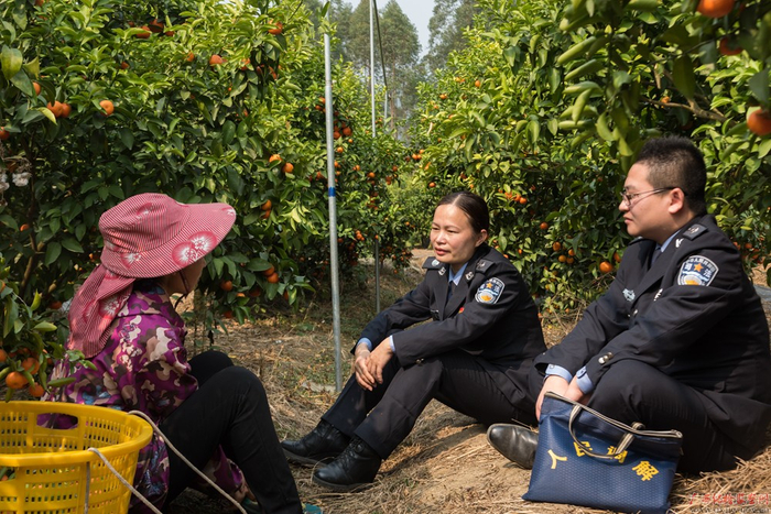 陈海靥在向摘果工了解情况。