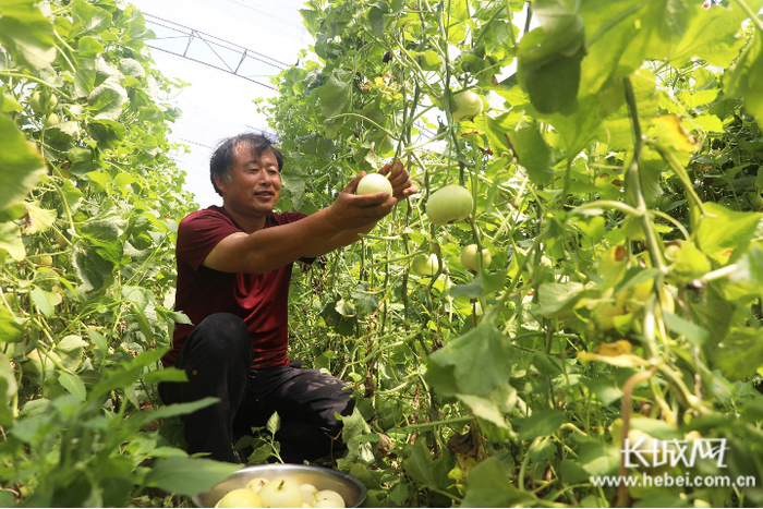 李得成在大棚里采摘甜瓜。朱大勇 摄