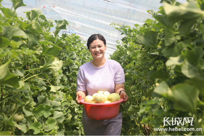 游客在李得成的大棚里展示采摘的甜瓜。朱大勇 摄