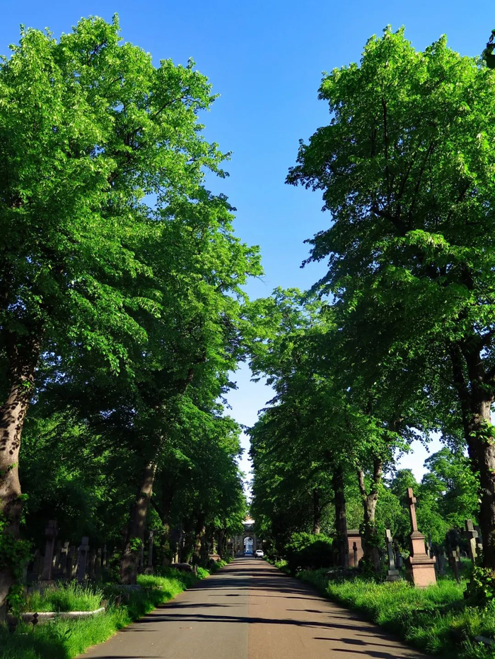 伦敦的墓园，经历过一场改革。图/视觉中国