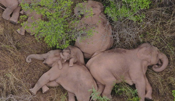 象群7日原地休息 图自微博“人民日报”