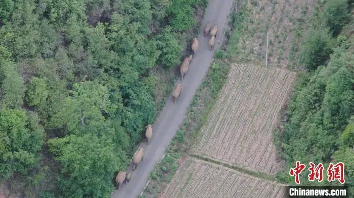 图为监测到的象群。云南省森林消防总队提供