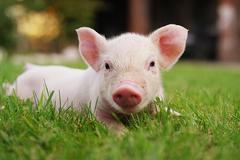 猪价半年遭腰斩：多家猪企量价齐跌 猪肉股今年还有希望吗？