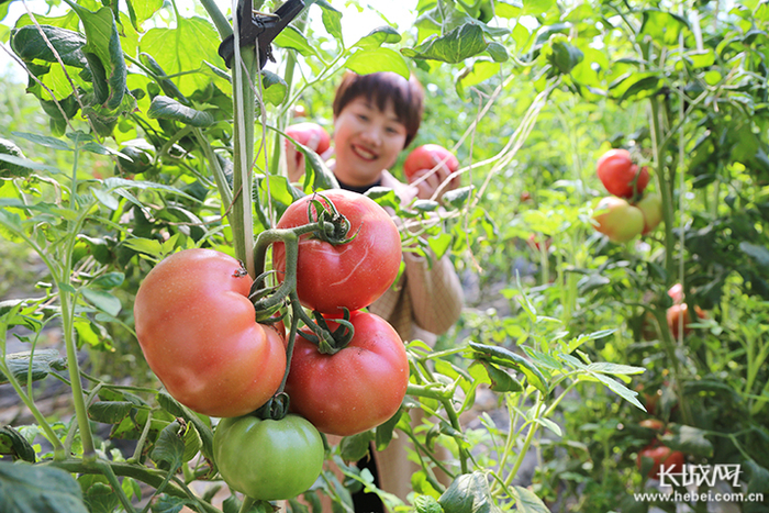 游客在河北省迁安市家乡情家庭农场采摘西红柿。师芬芬 摄
