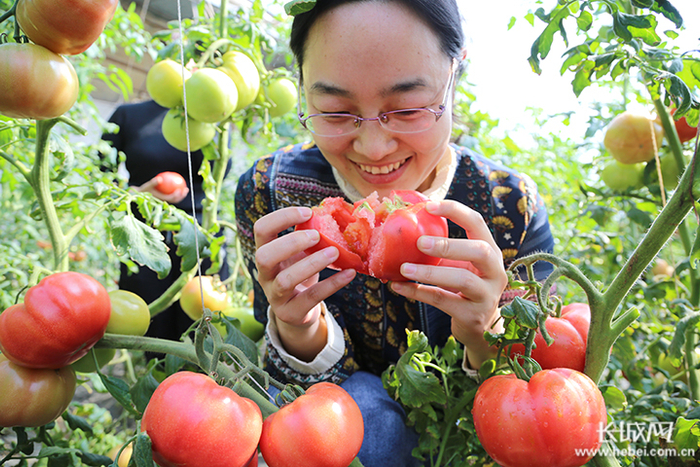 游客在河北省迁安市家乡情家庭农场品尝西红柿。吴海民 摄