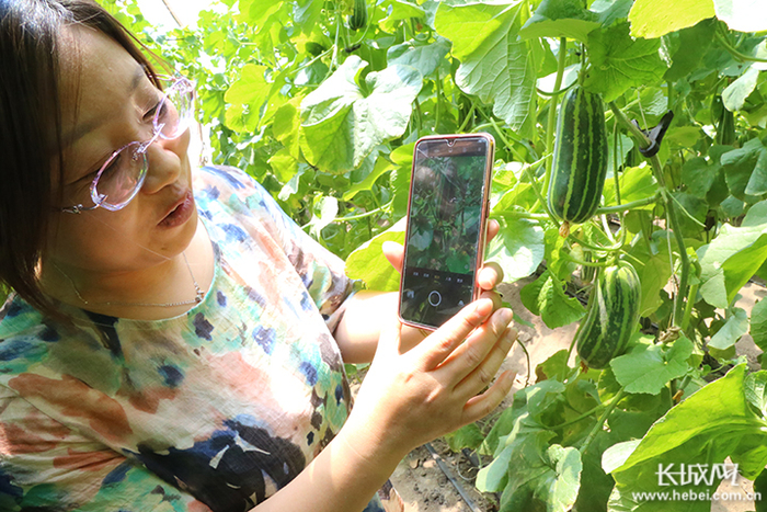 游客在河北省迁安市家乡情家庭农场直播甜瓜。吴海民 摄