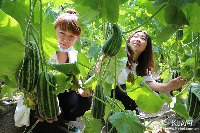 游客在河北省迁安市家乡情家庭农场采摘甜瓜。吴海民 摄