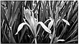 “兰花花”——马兰草。李英摄