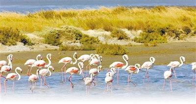 法国卡玛格湿地自然保护区内，火烈鸟在悠闲觅食。