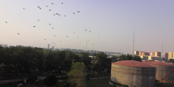 △葛先生日常训练鸽子（受访者供图）