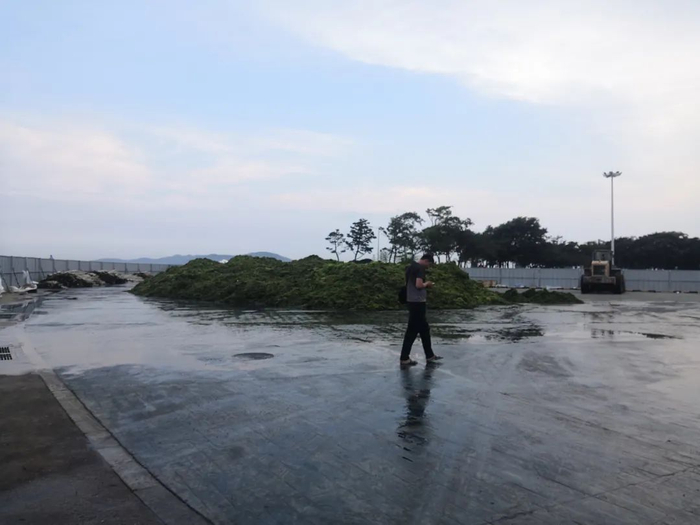 在栈桥附近的一个临时存放点，堆积着大量浒苔。（本刊记者 周群峰摄）