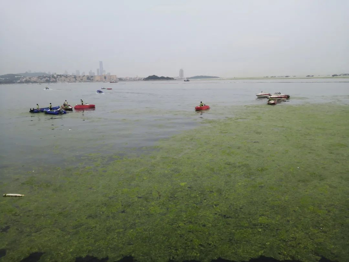 工作人员正在打捞浒苔。（本刊记者 周群峰摄）