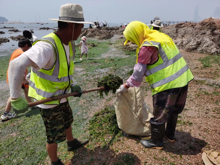 清理人员正在将浒苔装袋。（本刊记者 周群峰摄）