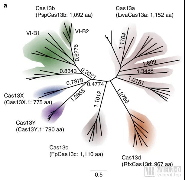 Cas13蛋白家族的进化树