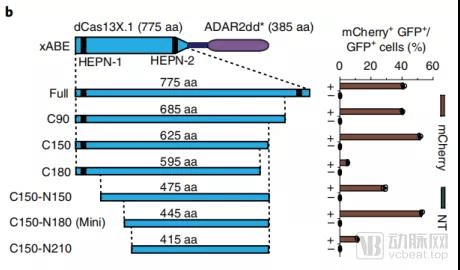 Cas13X.1的不同截短型基因编辑效率的对比