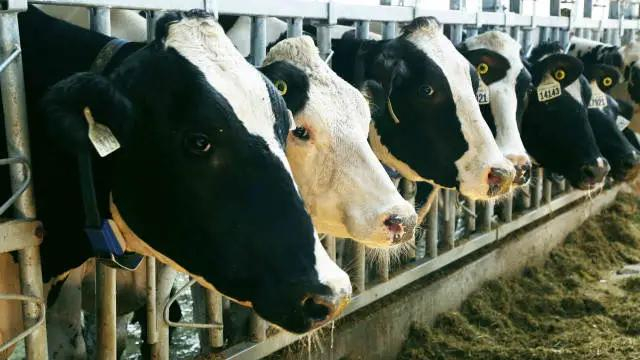 荷斯坦纯种奶牛