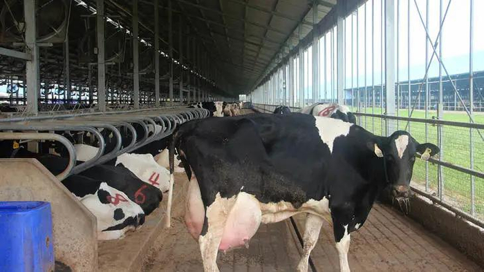 物以类聚，牛以群分