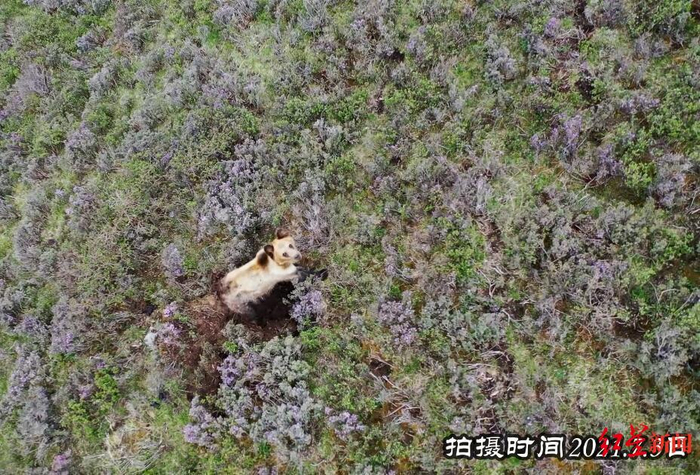 花海中的棕熊