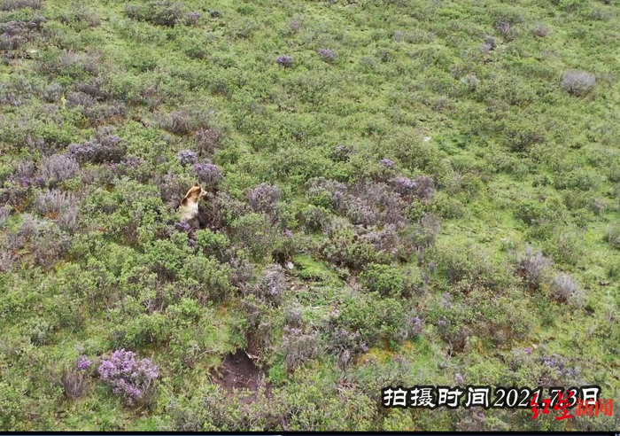 花海中的棕熊