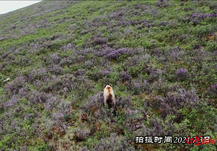 奔跑的棕熊