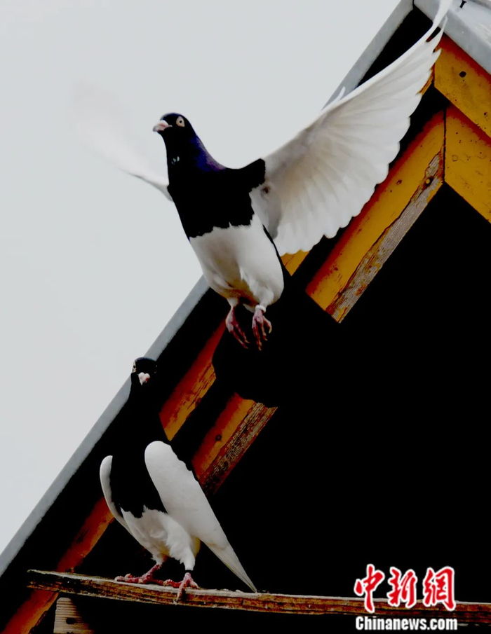 刚飞出鸽舍的鸽子。中国信鸽协会供图