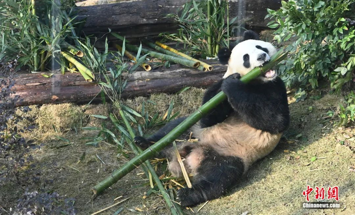 正在啃竹子的“滚滚”。安源 摄