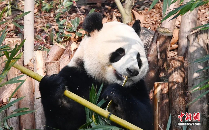 正在啃竹子的“滚滚”。安源 摄