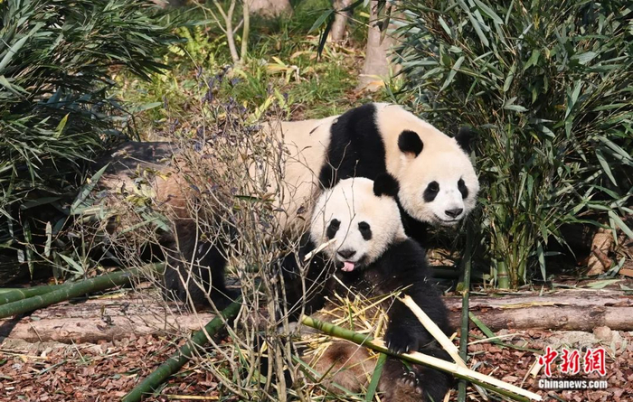 搬新家后的“滚滚”们。安源 摄