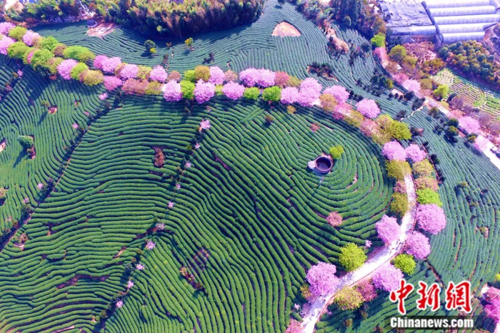 福建龙岩茶园。中新社记者 王东明 摄