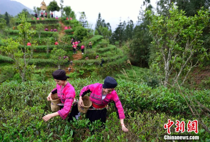 广西龙胜各族自治县茶农采摘“谷雨茶”。中新社发 石农兵 摄