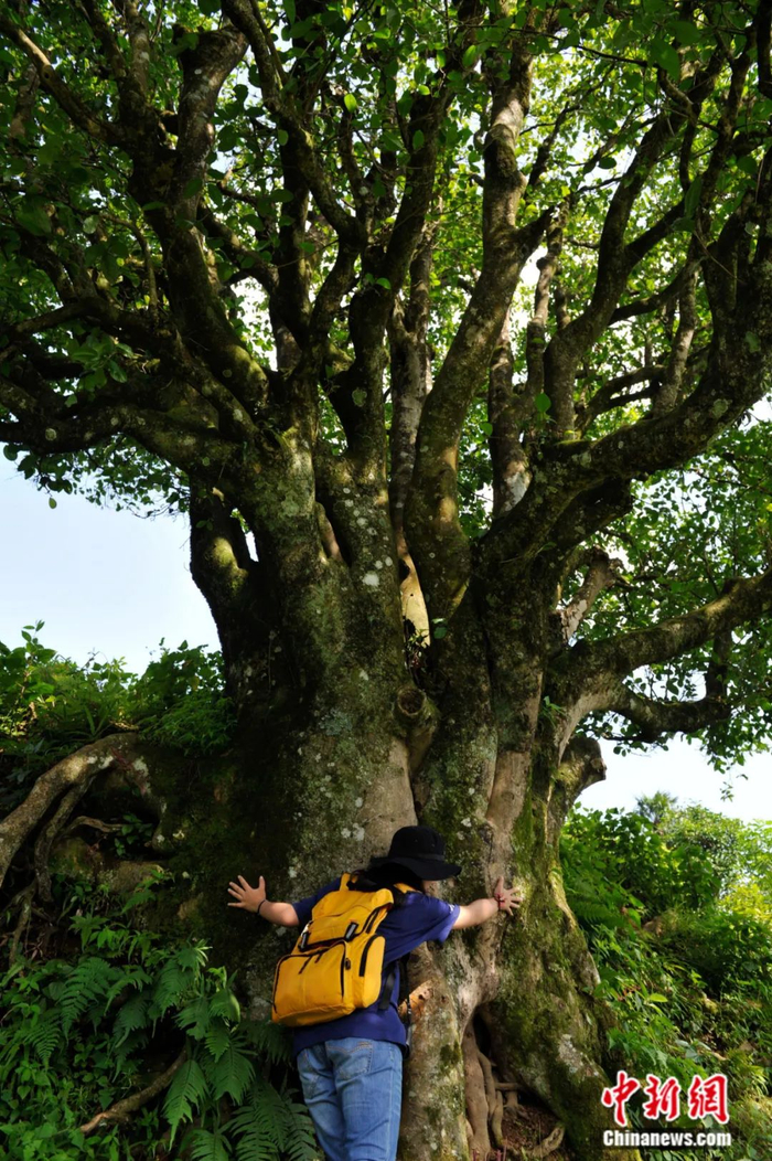 云南临沧树龄达3200年的古茶树。中新社记者 刘冉阳 摄