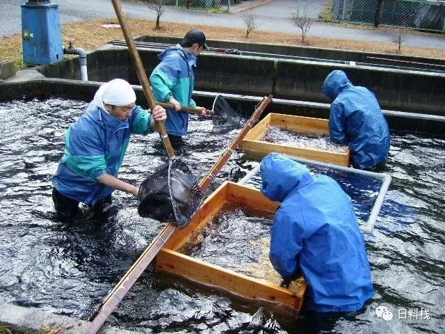 长野县水产试验场的工作人员在捕捞成鱼用来取卵。via：fcaj.or.jp