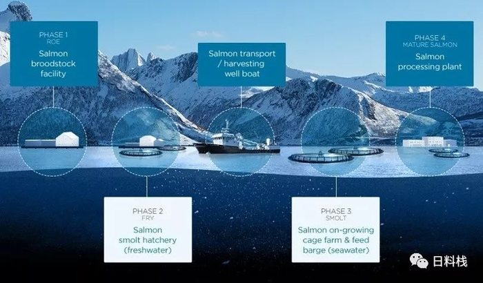 挪威大西洋鲑养殖的过程。via：fromnorway.com