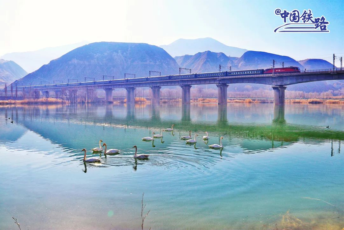 一列旅客列车驶过兰州河囗镇达川黄河三江口，一群天鹅在游弋。曹文福 摄