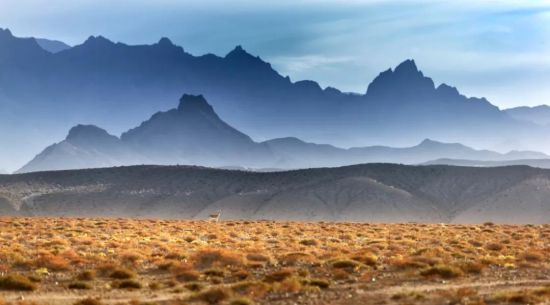 开在荒漠中的山花