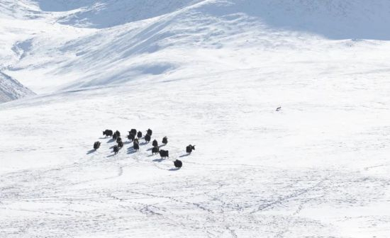 山上的牛群与狐狸