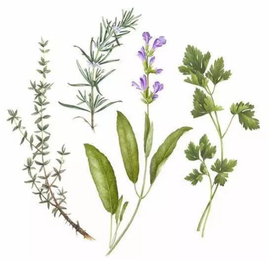 从左至右依次为：百里香、迷迭香、鼠尾草、欧芹（图片来自网络）