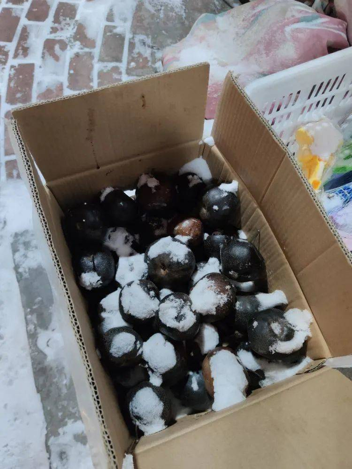 把梨放到室外冻一晚上，就成了黑色的冻梨，吃起来甘甜可口，非常清凉。/土卫六摄