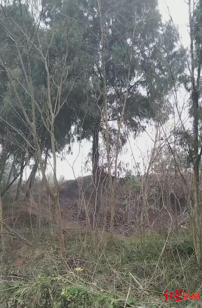 陈贤有取走蜂巢的柏树（中） 拍摄于2022年1月9日