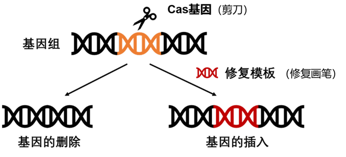 CRISPR/Cas编辑示意图 来源：科研团队供图
