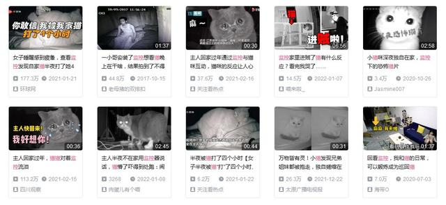 宠物监控视频（图源网络）