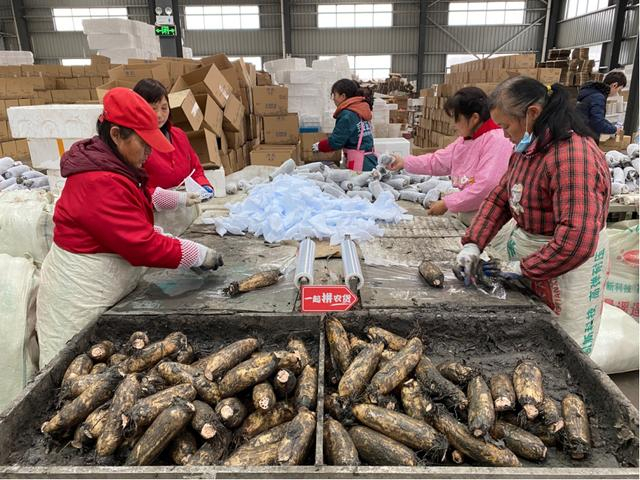 杰森水产发货车间，工人正给新鲜莲藕打包。（陈勇摄）