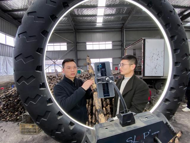 商家通过直播推销新鲜带泥洪湖莲藕。（陈勇摄）